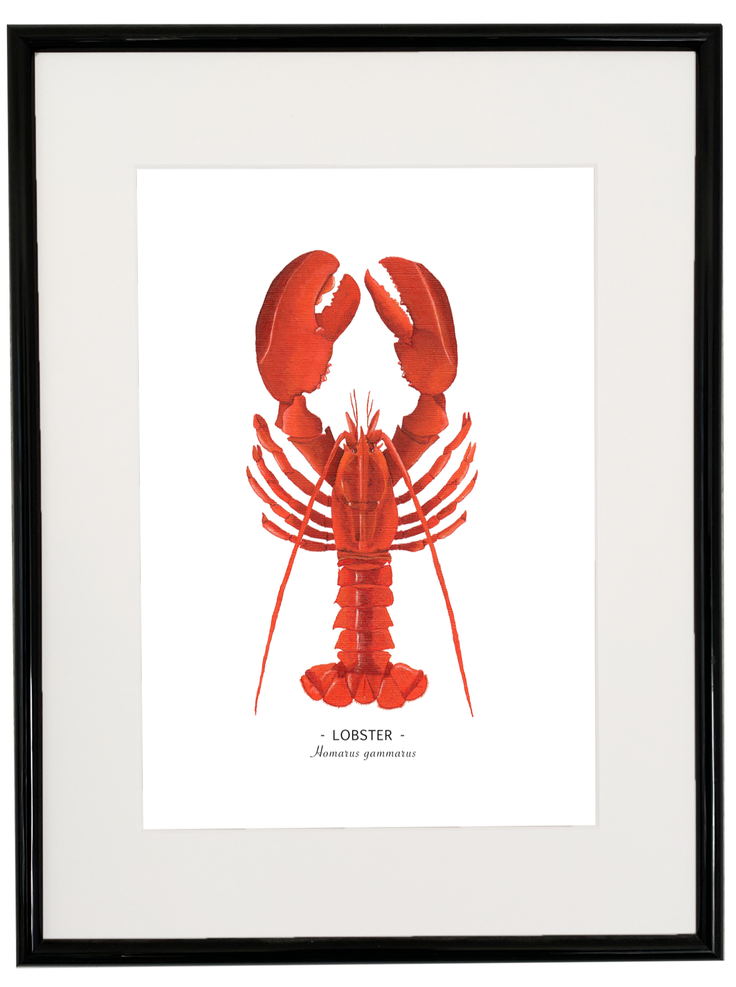 Lobster print