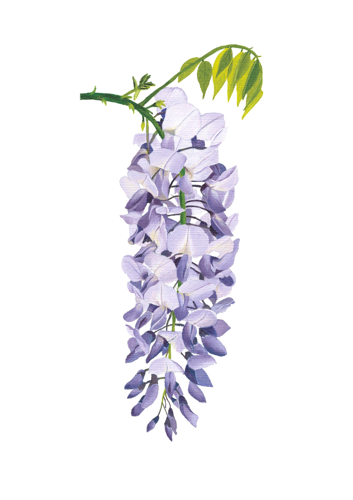 Wisteria print