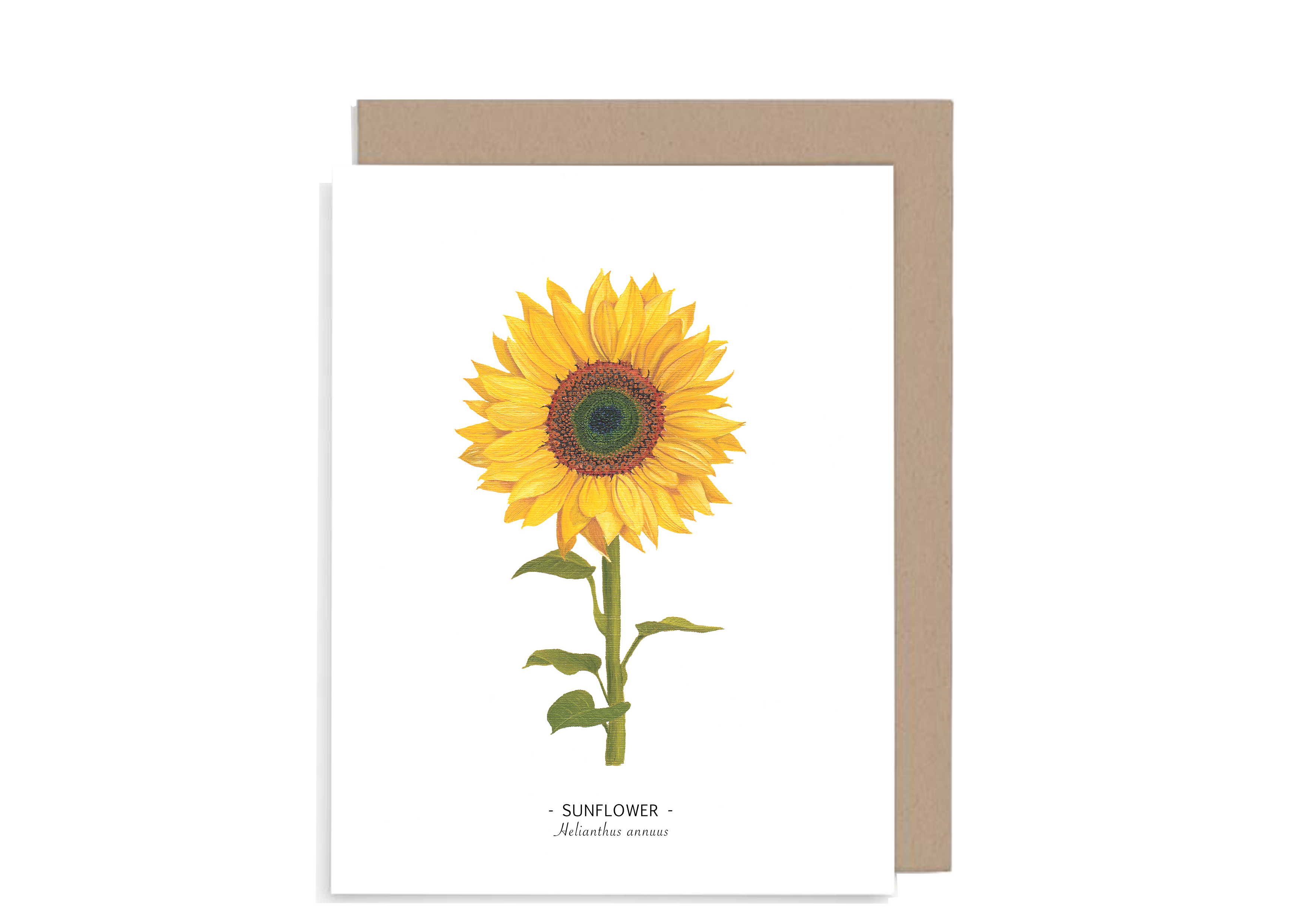 Floral Note Cards set of 8