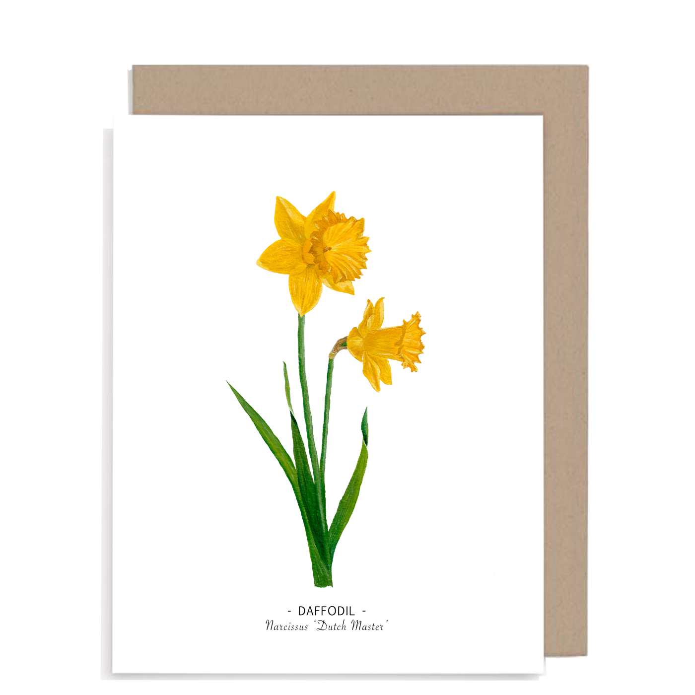 Daffodil