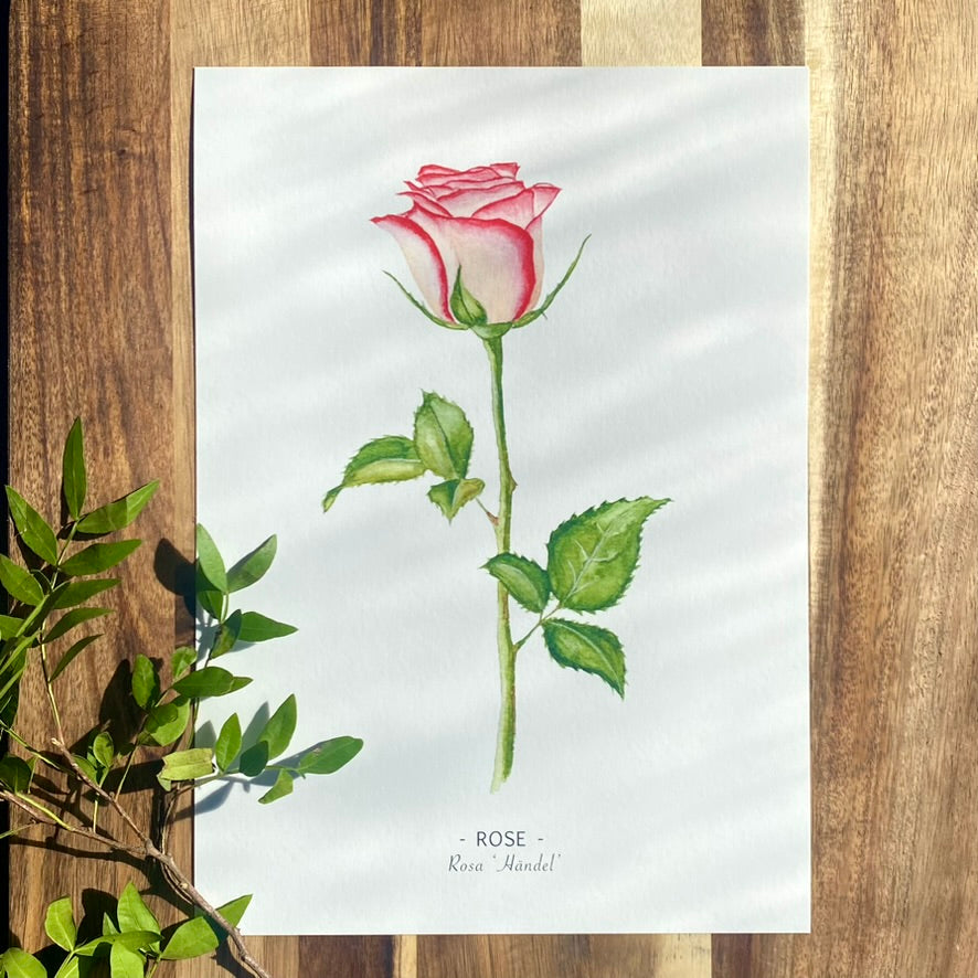 Rose print