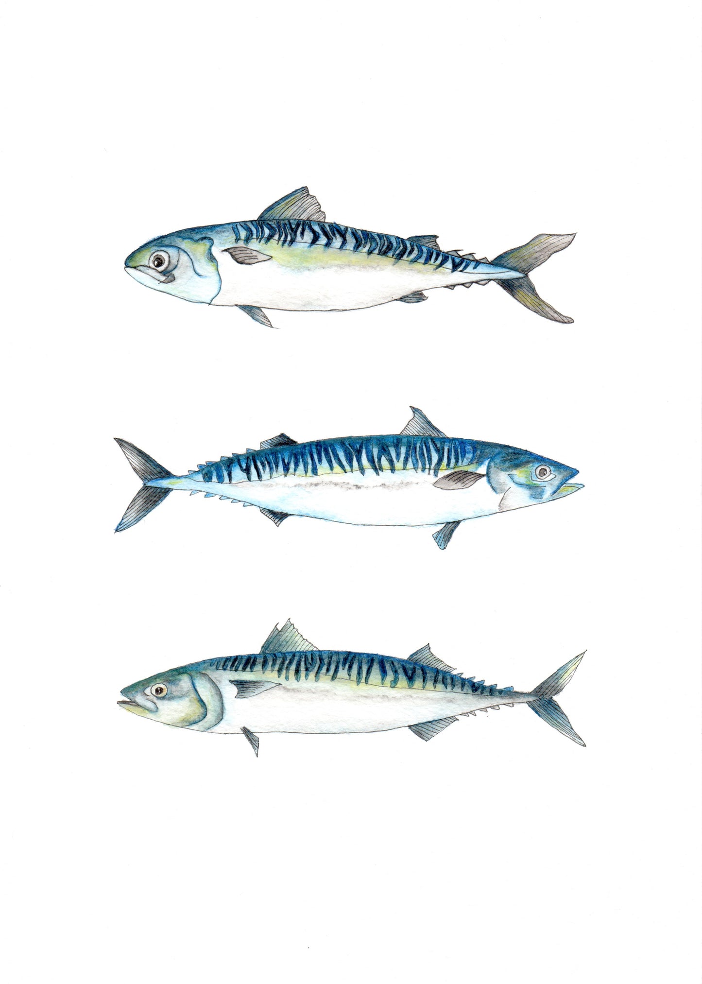 Mackerel Fish print