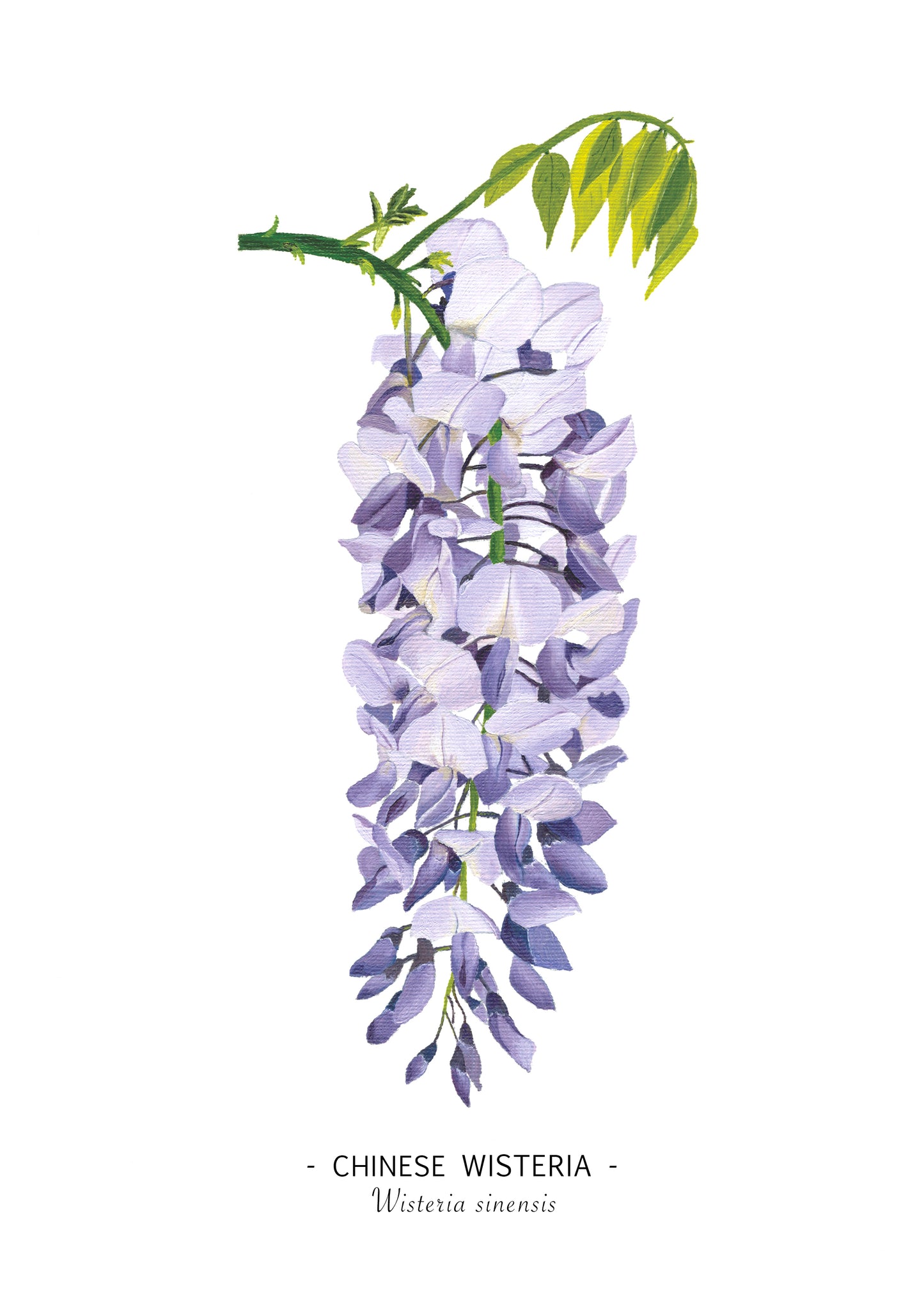 Wisteria print