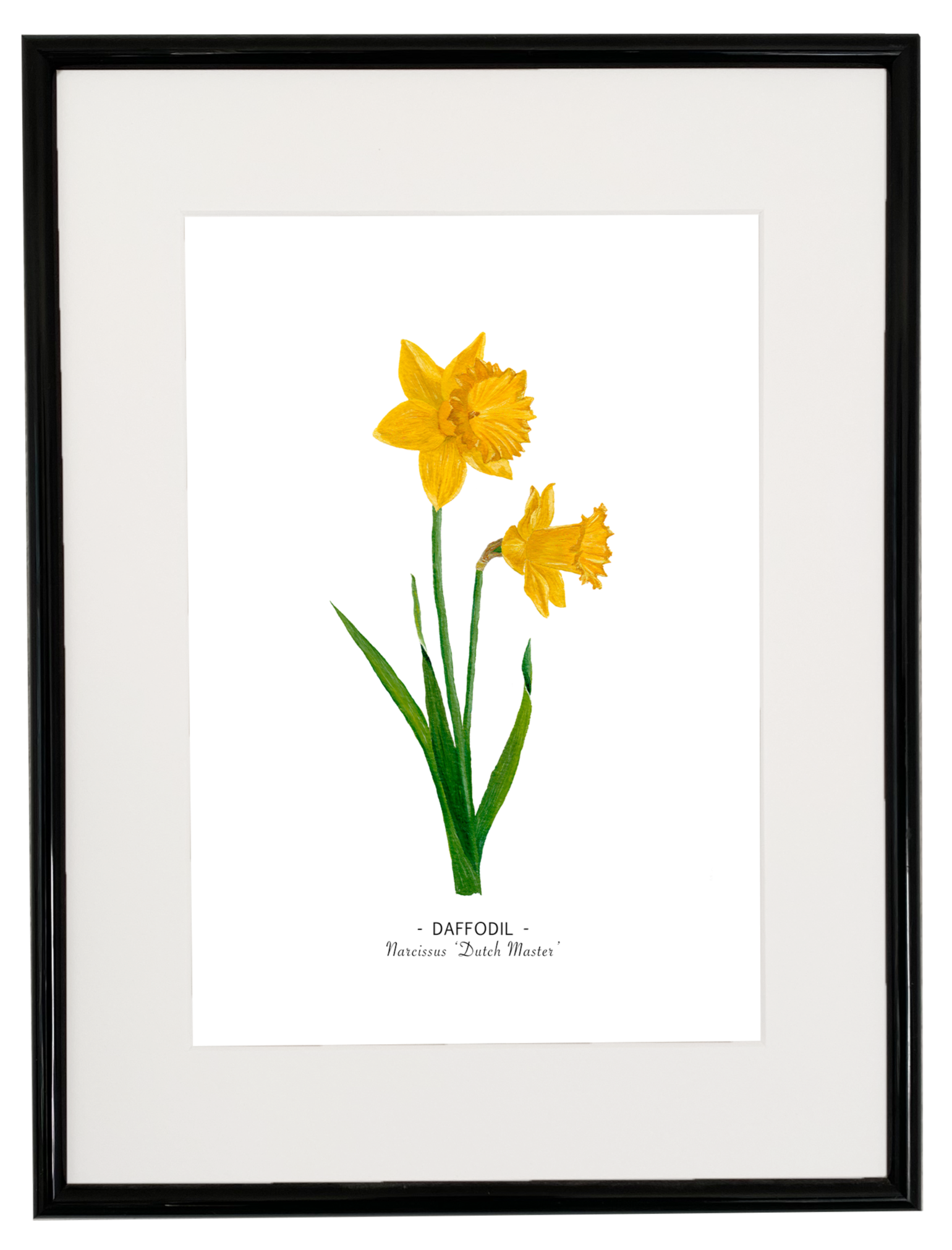 Daffodil print