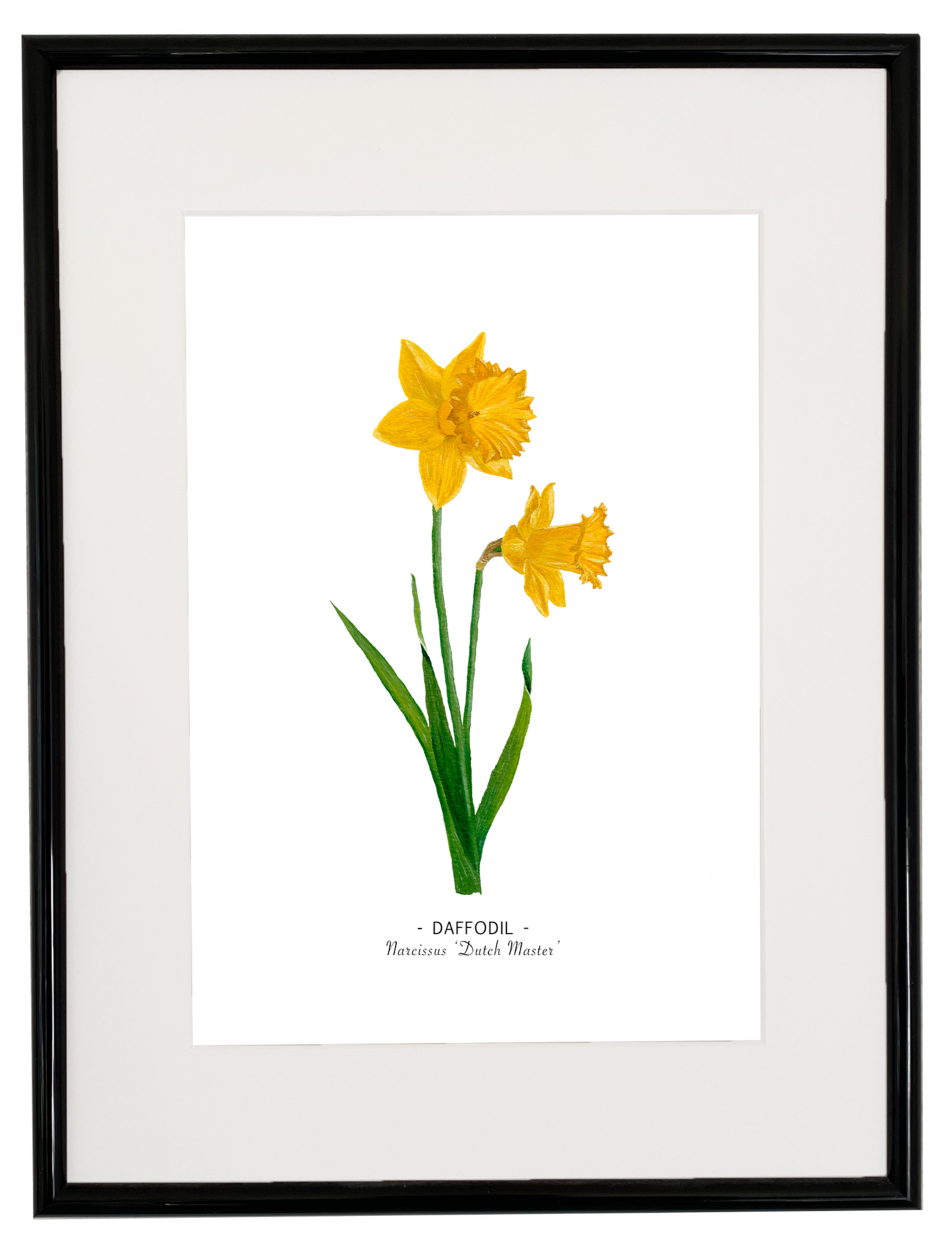 Daffodil print