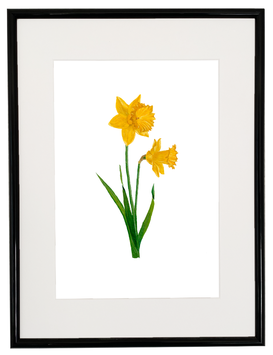 Daffodil print