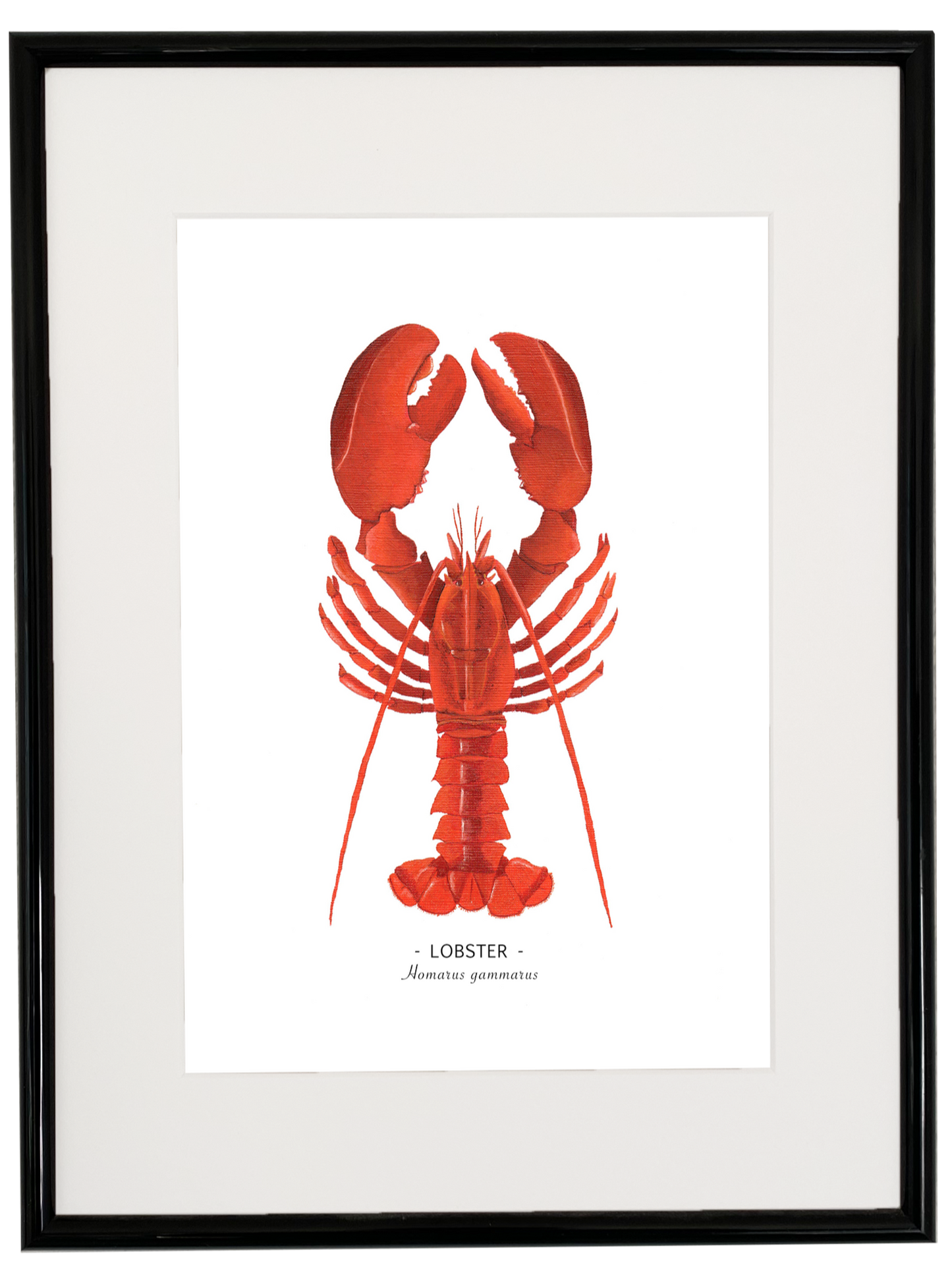 Lobster print