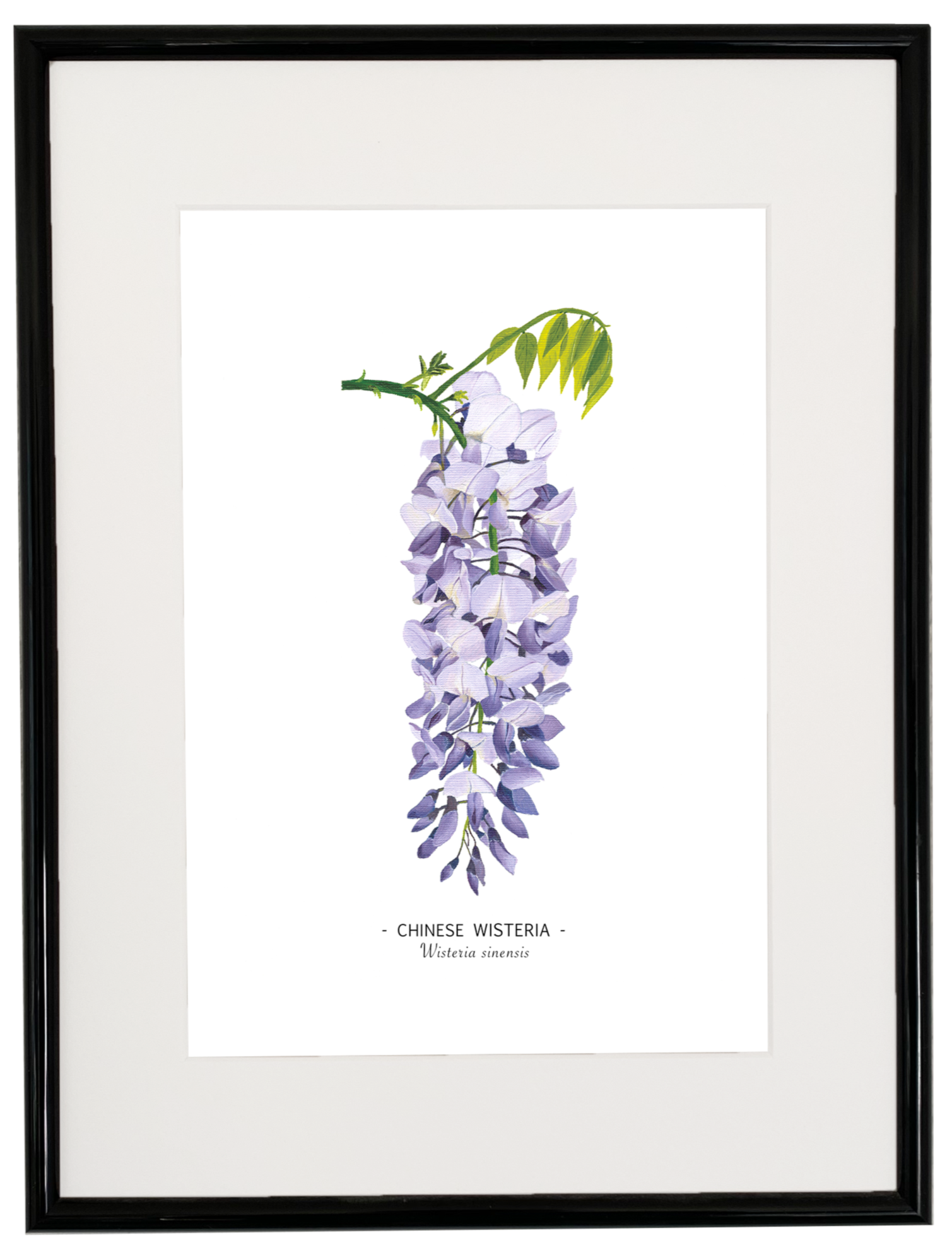 Wisteria print