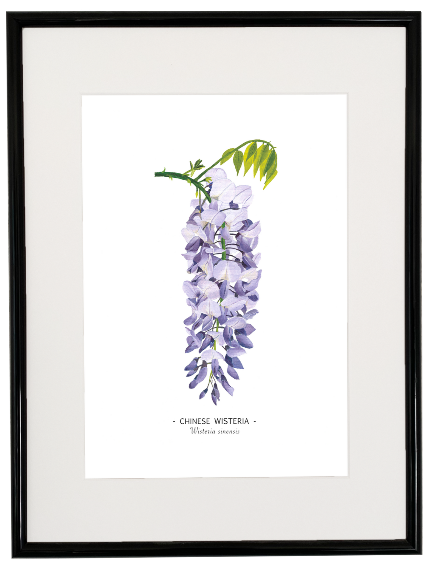 Wisteria print